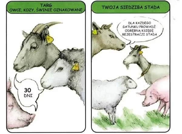 Co znaczy "tłumaczyć jak krowie na granicy"? Rozwiej wątpliwości!